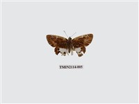 藏品(白裙弄蝶)的圖片